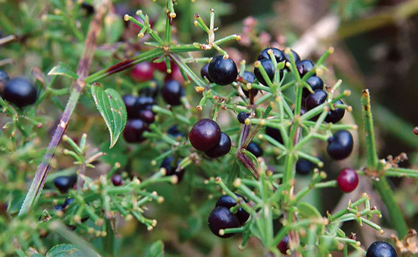 Manjistha Benefits for Skin: Ayurveda’s Powerful Herb for Clear and Radiant Skin