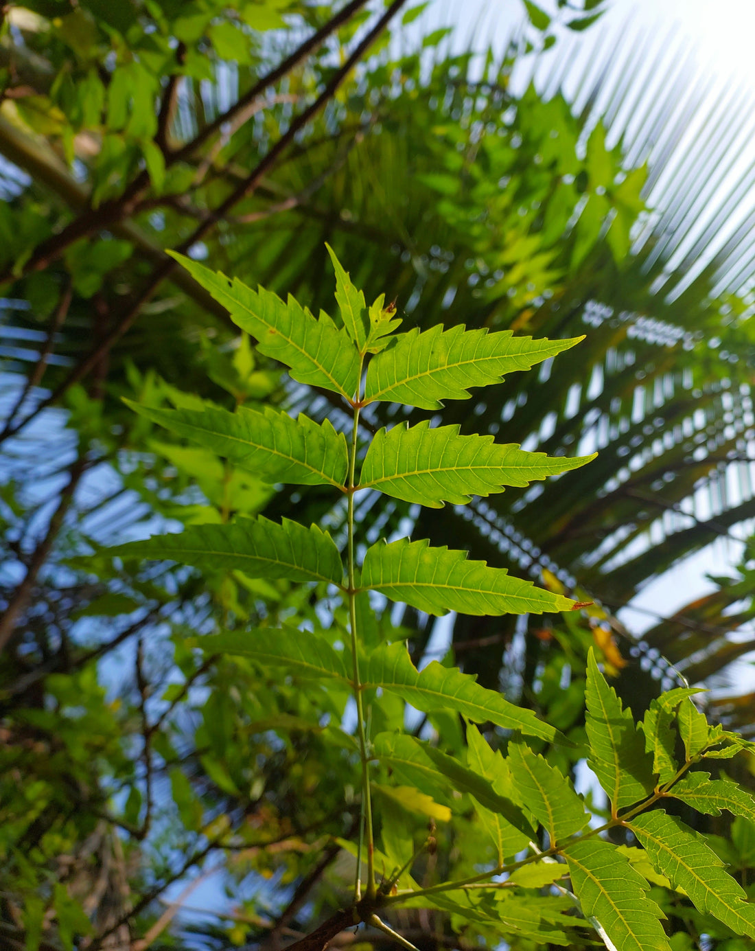 The Skin Healing Power of Neem & Eucalyptus in Natural Skincare