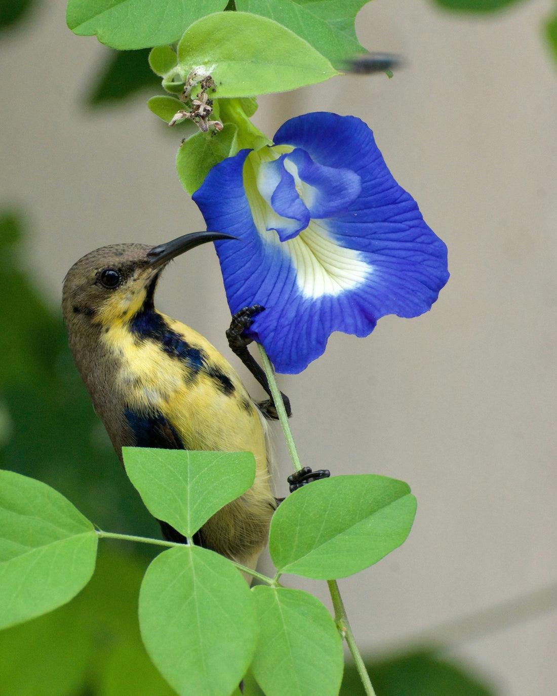 Blue Pea Flower (Aparajita) Benefits for Skin: Antioxidant Skincare from Nature